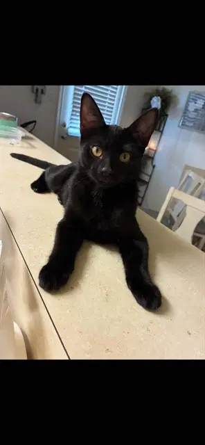 Harlow - Domestic Short Hair