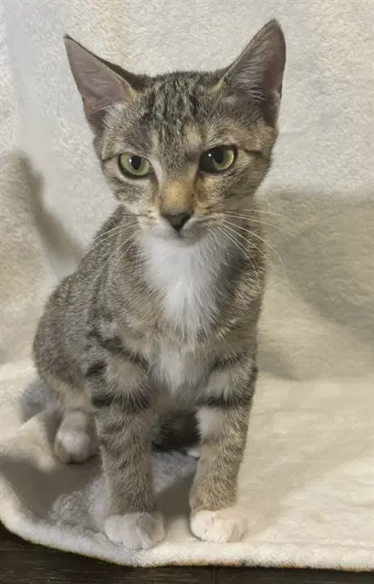 Kiara - Domestic Short Hair