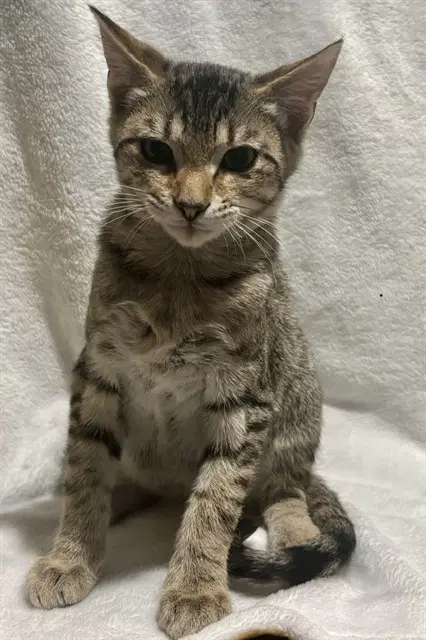 Simba - Domestic Short Hair