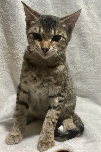 Simba