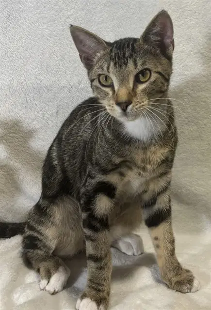 Kovu - Domestic Short Hair