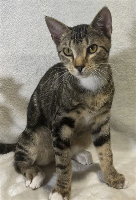 Kovu