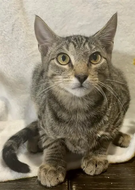 Scar - Domestic Short Hair