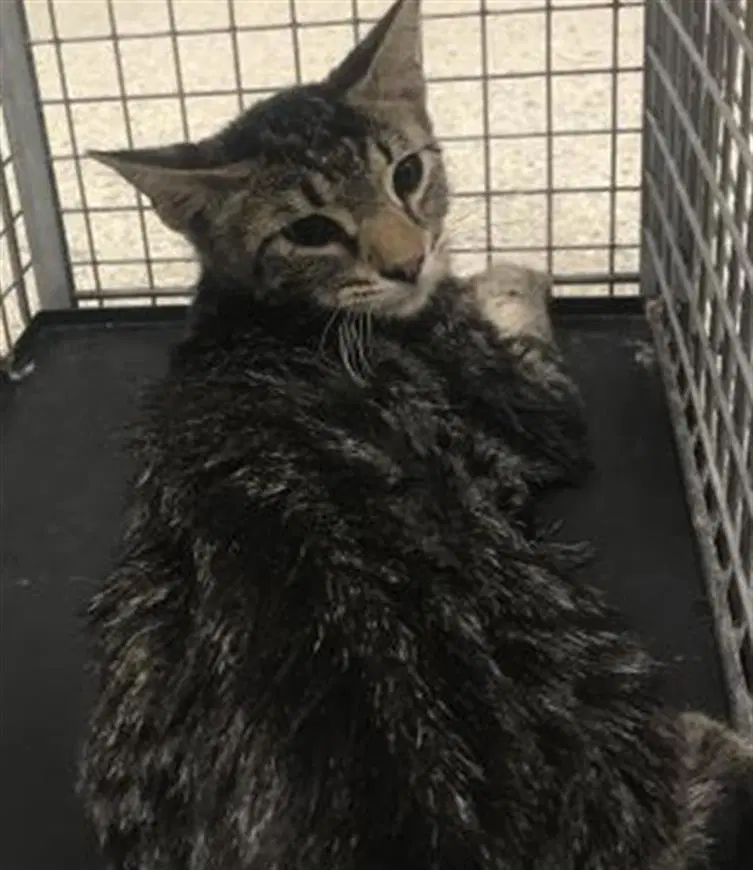 Unknown - Domestic Short Hair