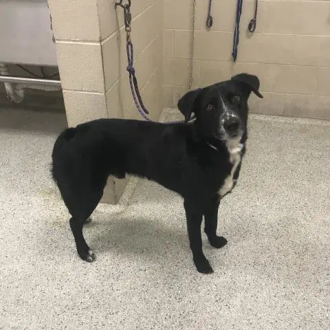 Unknown - Labrador Retriever