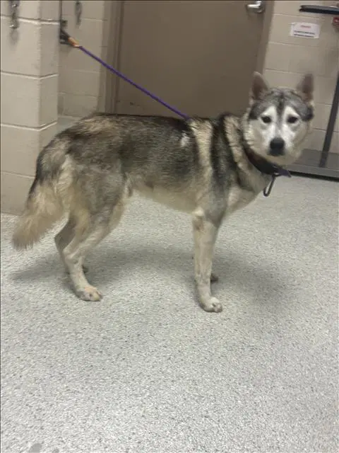 Unknown - Siberian Husky