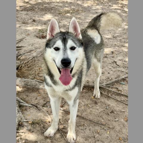 BRUNSON, a dog for adoption from Montgomery County Animal Service Center