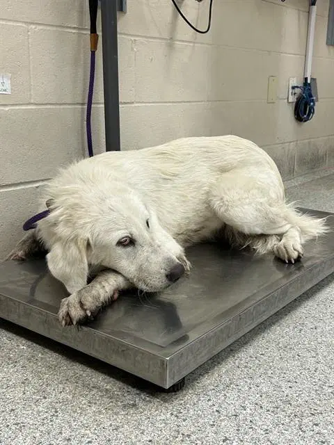 Unknown - Great Pyrenees