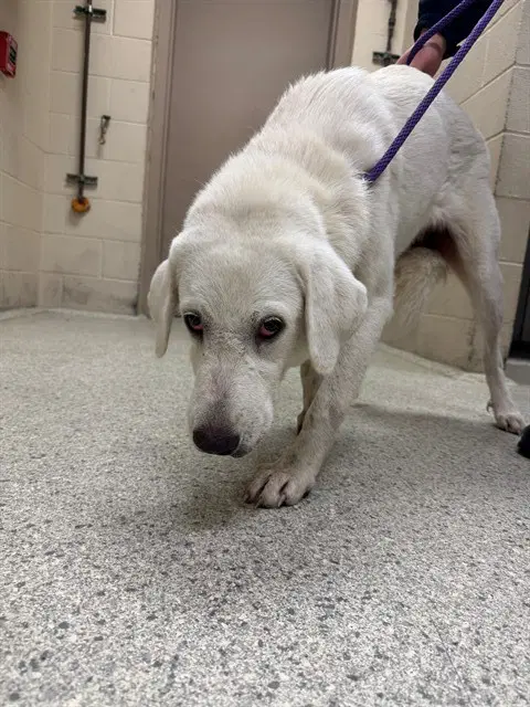 Unknown - Great Pyrenees