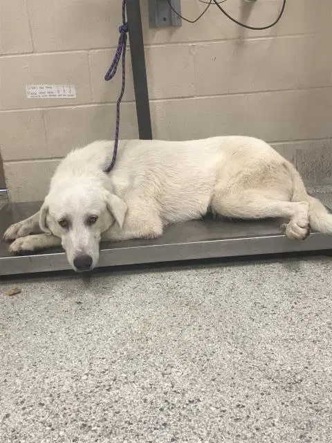 Unknown - Great Pyrenees