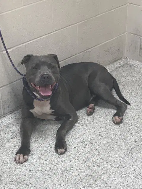 Unknown - Pit Bull Terrier