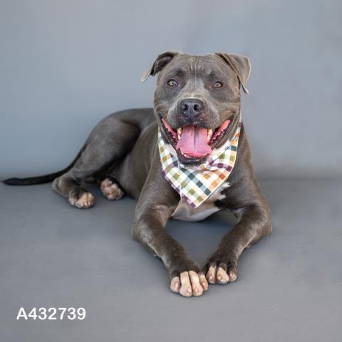 MATER, a dog for adoption from Montgomery County Animal Service Center