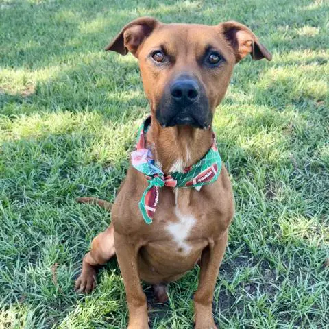 Unknown - American Pit Bull Terrier