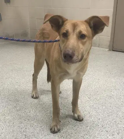 Unknown - Labrador Retriever