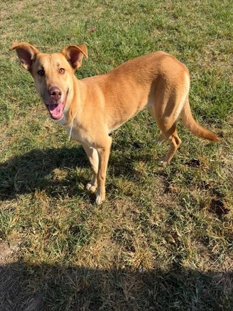 BUTTERSCOTCH, a dog for adoption from Montgomery County Animal Service Center