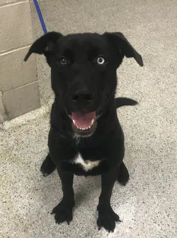 Unknown - Labrador Retriever