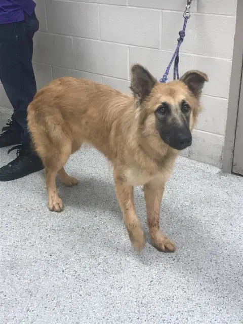 Unknown - German Shepherd Dog