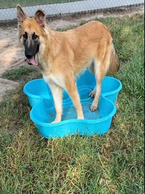CHICKPEA, a dog for adoption from Montgomery County Animal Service Center