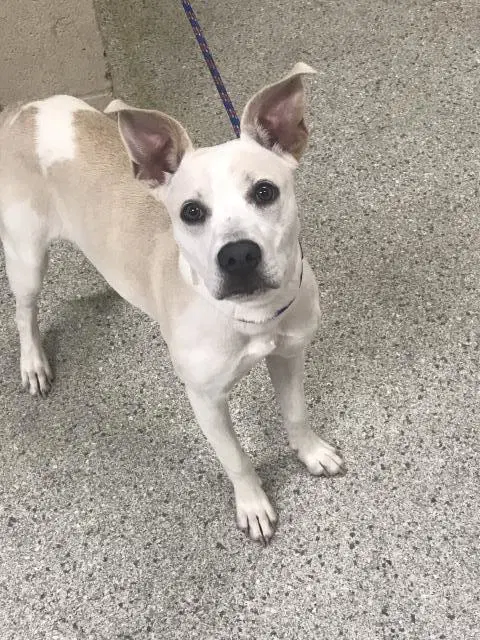 Unknown - Pit Bull Terrier