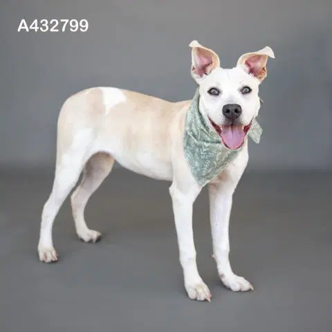 Unknown - Pit Bull Terrier