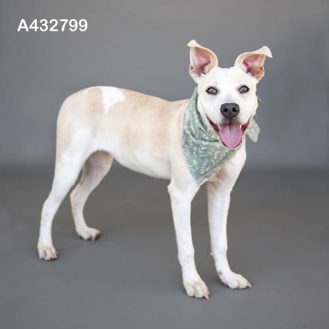 MAYBELLINE, a dog for adoption from Montgomery County Animal Service Center