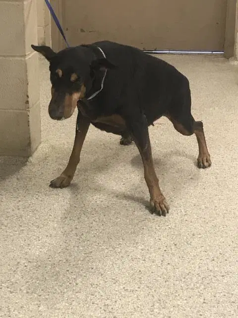 Unknown - Doberman Pinscher