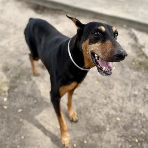Unknown - Doberman Pinscher