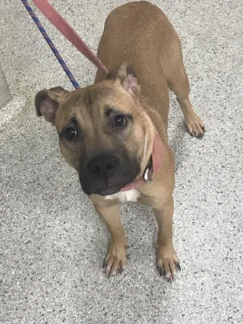 Unknown - Pit Bull Terrier