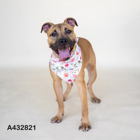 TOOTSIE, a dog for adoption from Montgomery County Animal Service Center