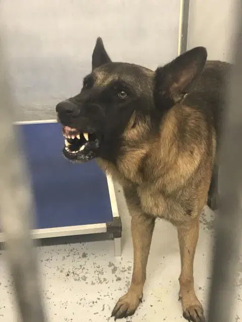 Unknown - Belgian Shepherd Malinois