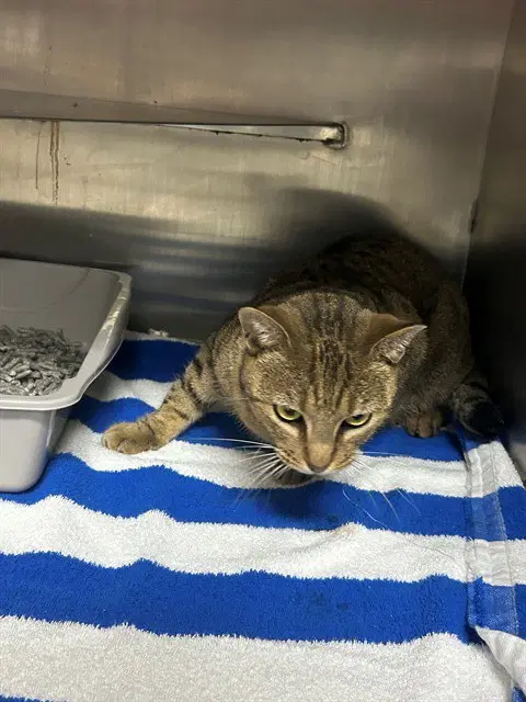 Unknown - Domestic Short Hair