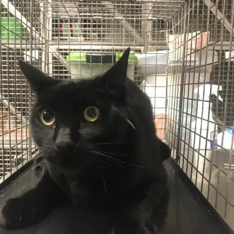 Haunt - Domestic Short Hair