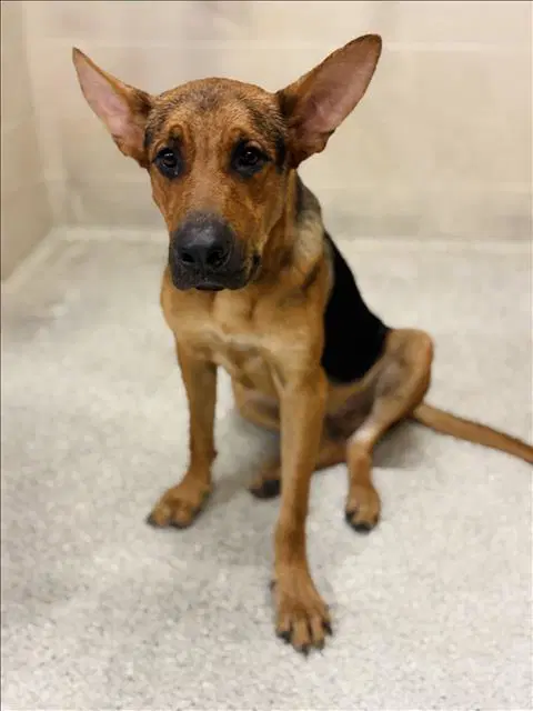 Boston - German Shepherd Dog