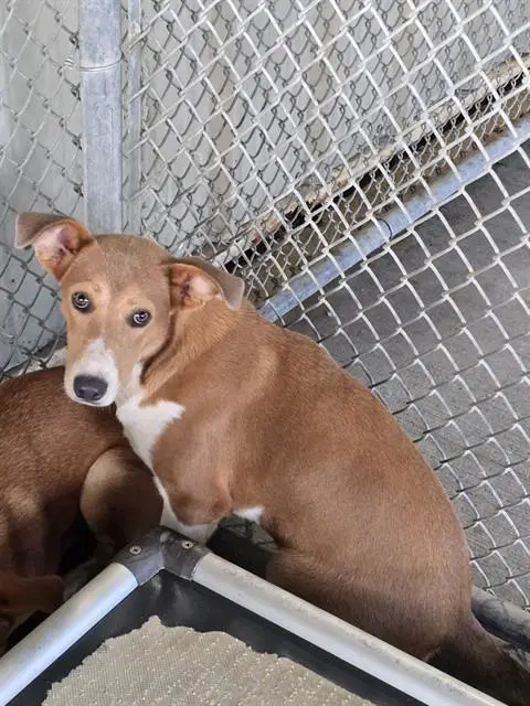Unknown - Labrador Retriever
