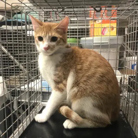 Unknown - Domestic Short Hair