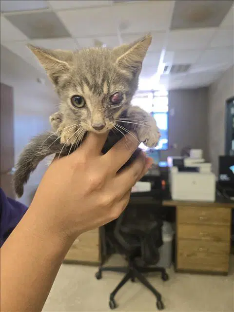 Dee - Domestic Short Hair