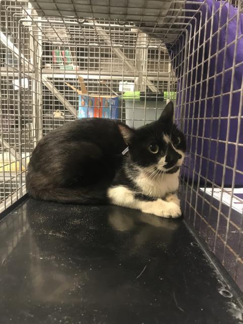 BRIT, a cat for adoption from Montgomery County Animal Service Center