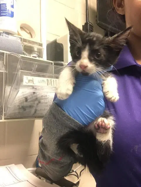 Unknown - Domestic Short Hair