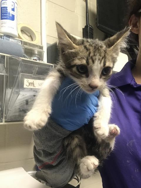 A432351, a cat for adoption from Montgomery County Animal Service Center