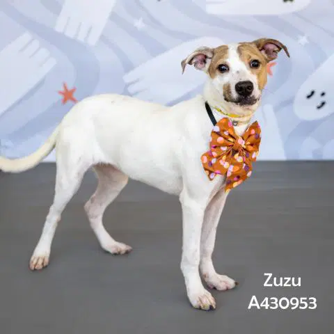 Zuzu - Labrador Retriever