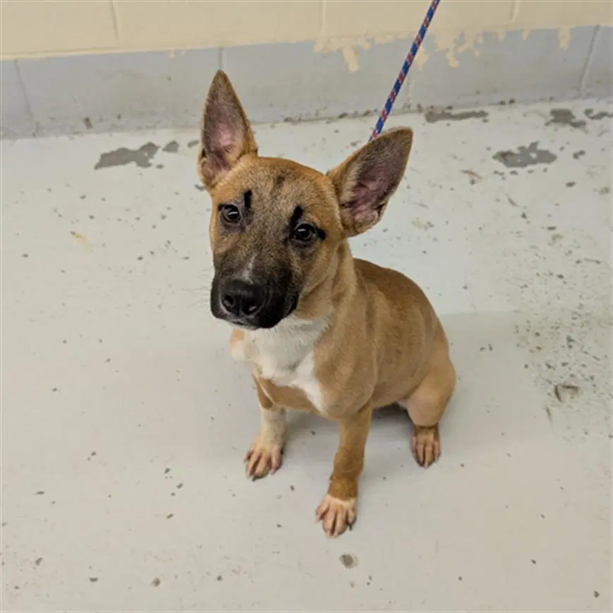 Apple - Belgian Shepherd Malinois