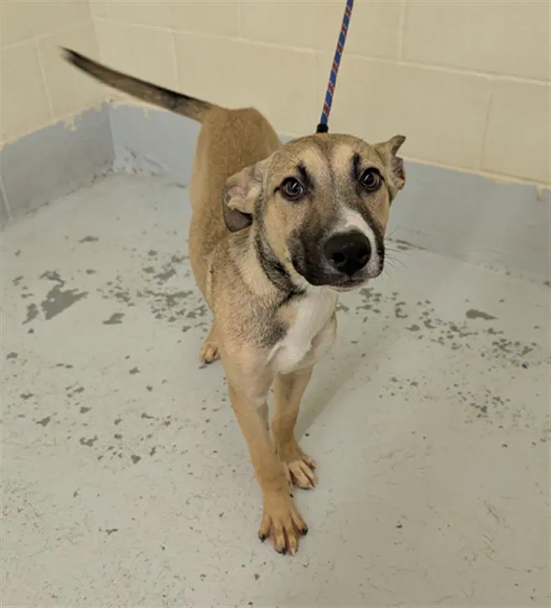 Fritter - Belgian Shepherd Malinois