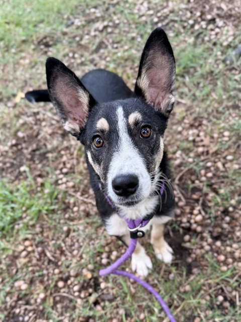 PHOENIX, a dog for adoption from Montgomery County Animal Service Center
