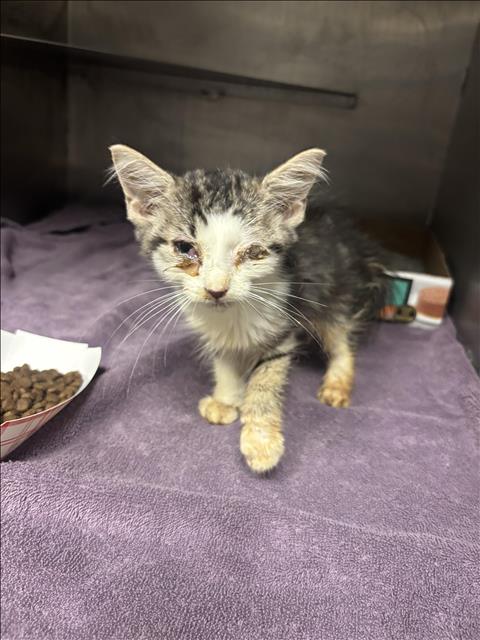 A433040, a cat for adoption from Montgomery County Animal Service Center