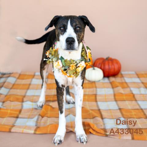 DAISY