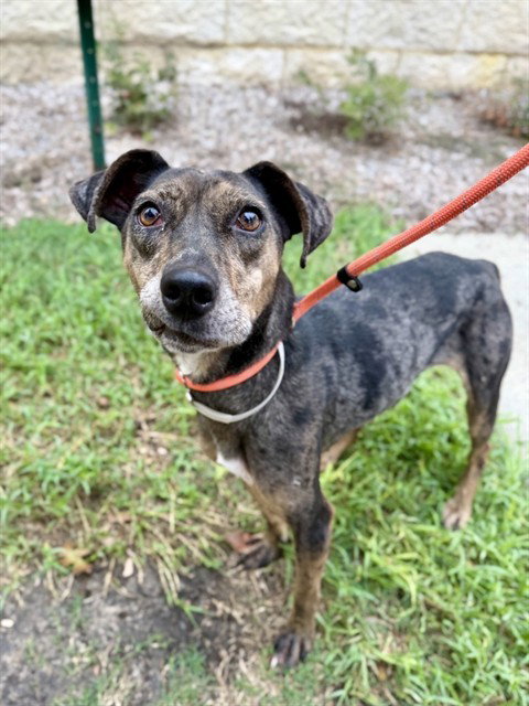 TRUDY, a dog for adoption from Montgomery County Animal Service Center
