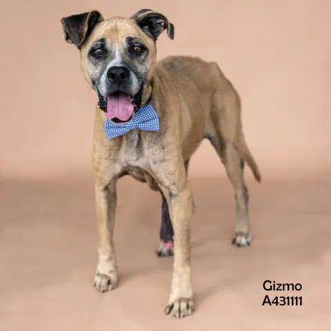 Gizmo - Boxer