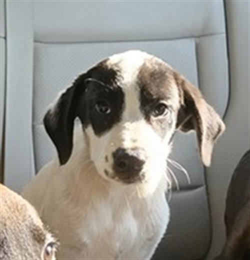 FERNIE, a dog for adoption from Montgomery County Animal Service Center