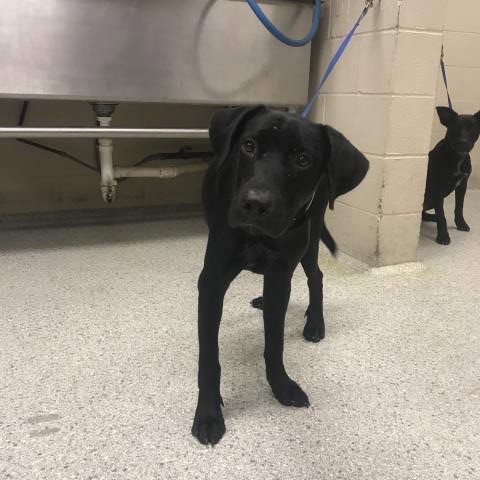 BROCK, a dog for adoption from Montgomery County Animal Service Center