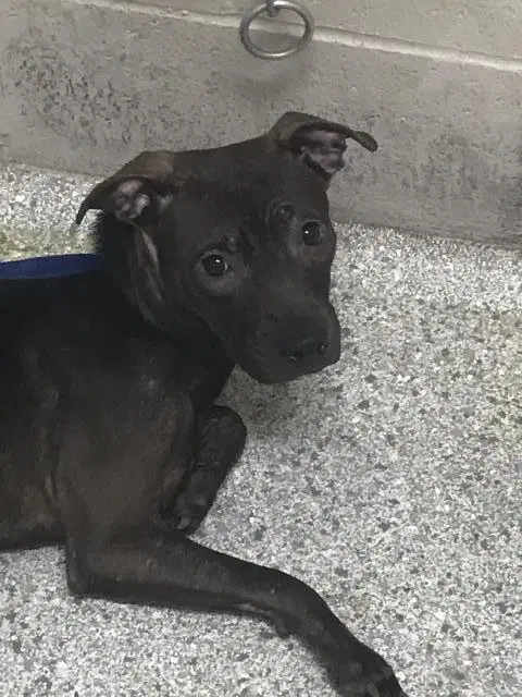 Edie - Pit Bull Terrier